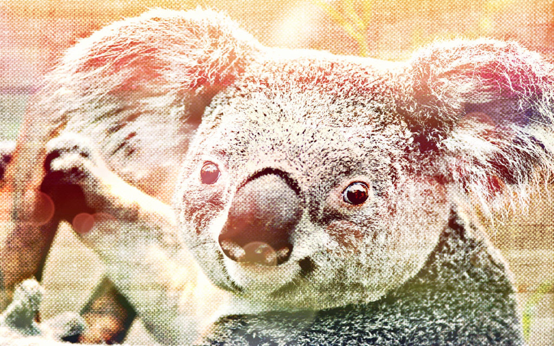 Fonds d'cran Animaux Koalas Koala