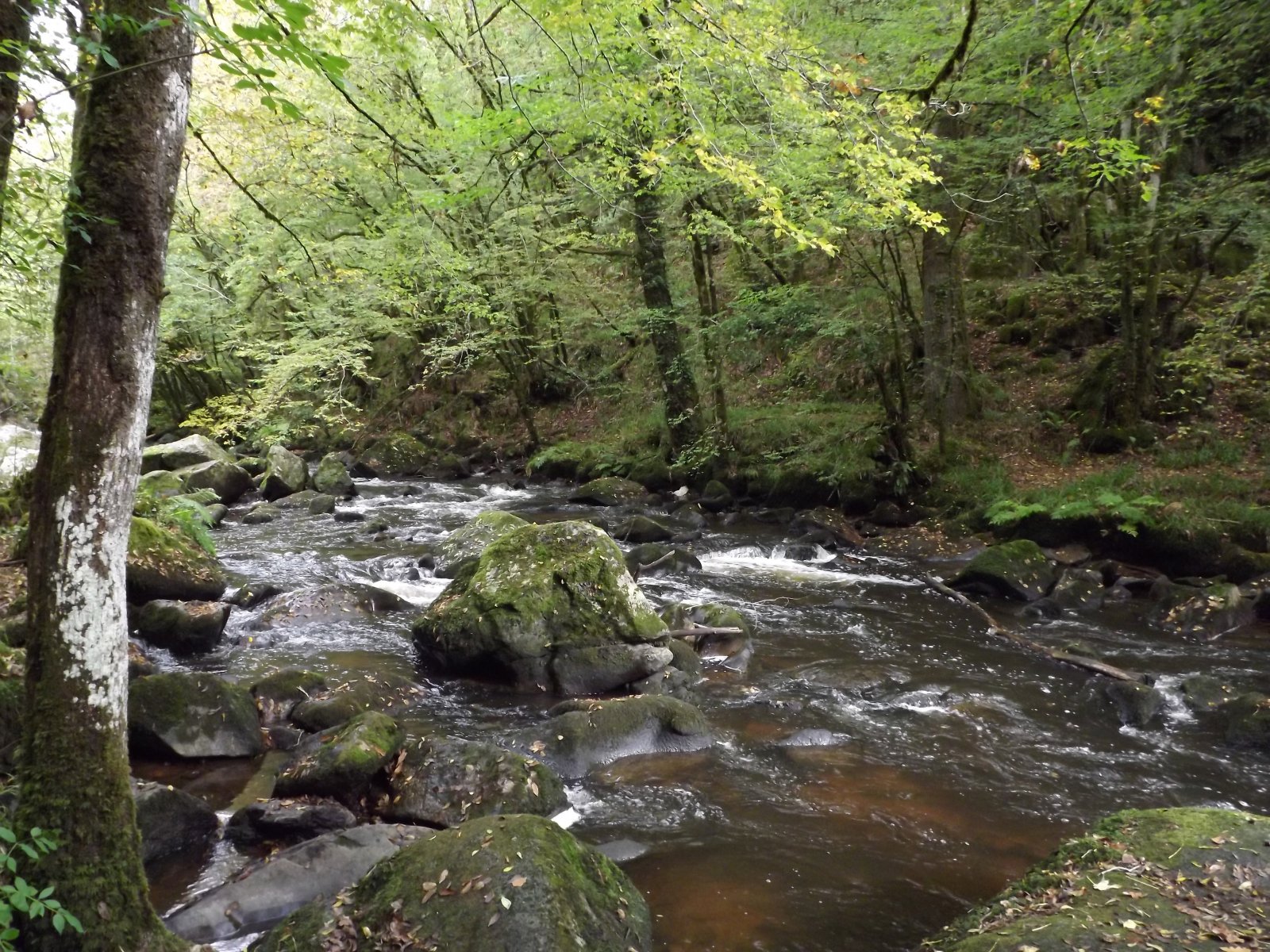 Fonds d'cran Nature Fleuves - Rivires - Torrents la dronne