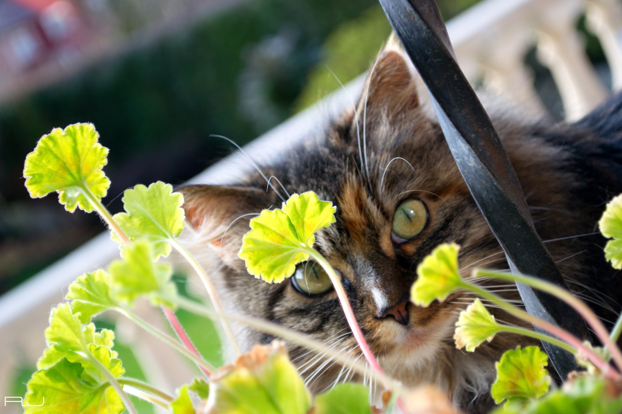 Fonds d'cran Animaux Chats - Chatons Chat