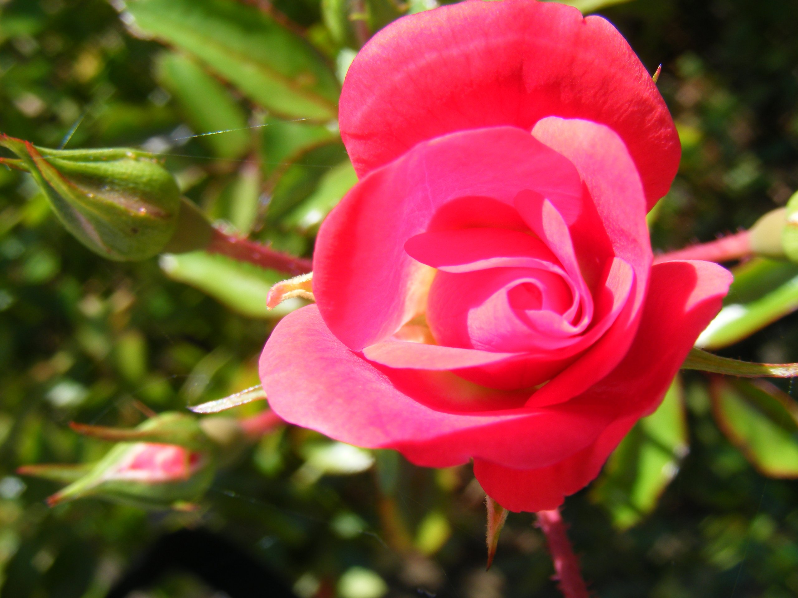 Fonds d'cran Nature Fleurs La reine des fleurs