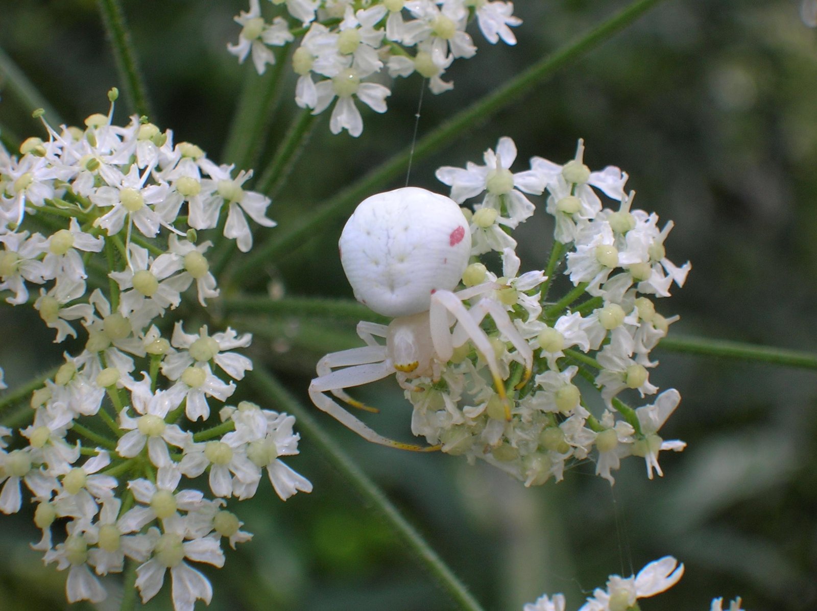 Fonds d'cran Nature Fleurs 