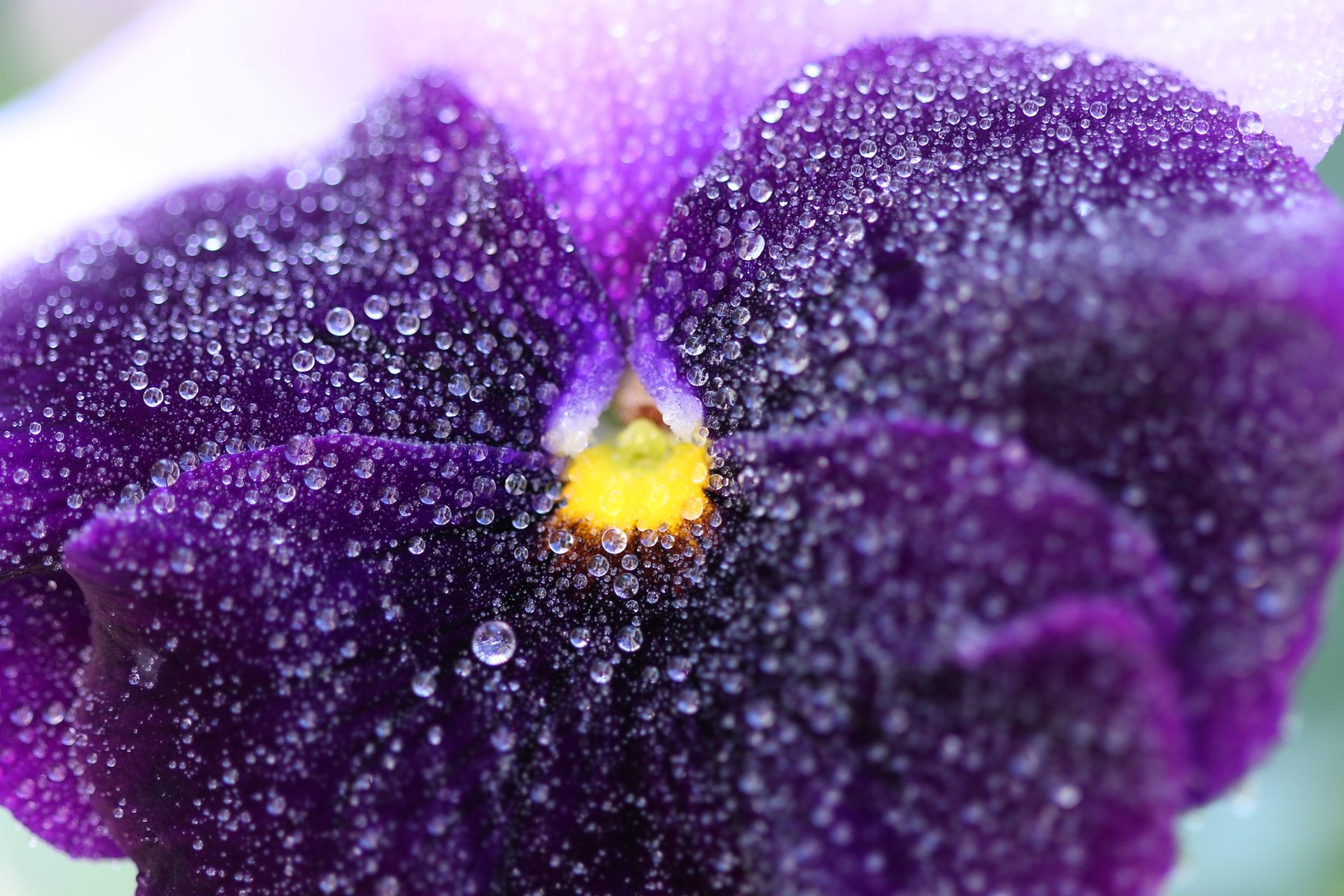 Fonds d'cran Nature Fleurs 