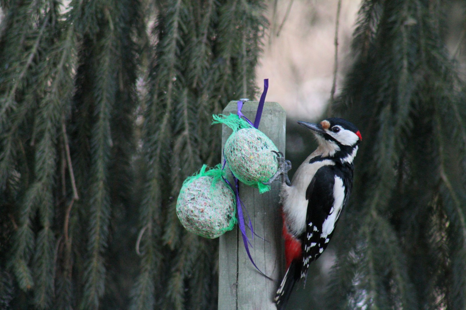 Wallpapers Animals Birds - Woodpeckers 