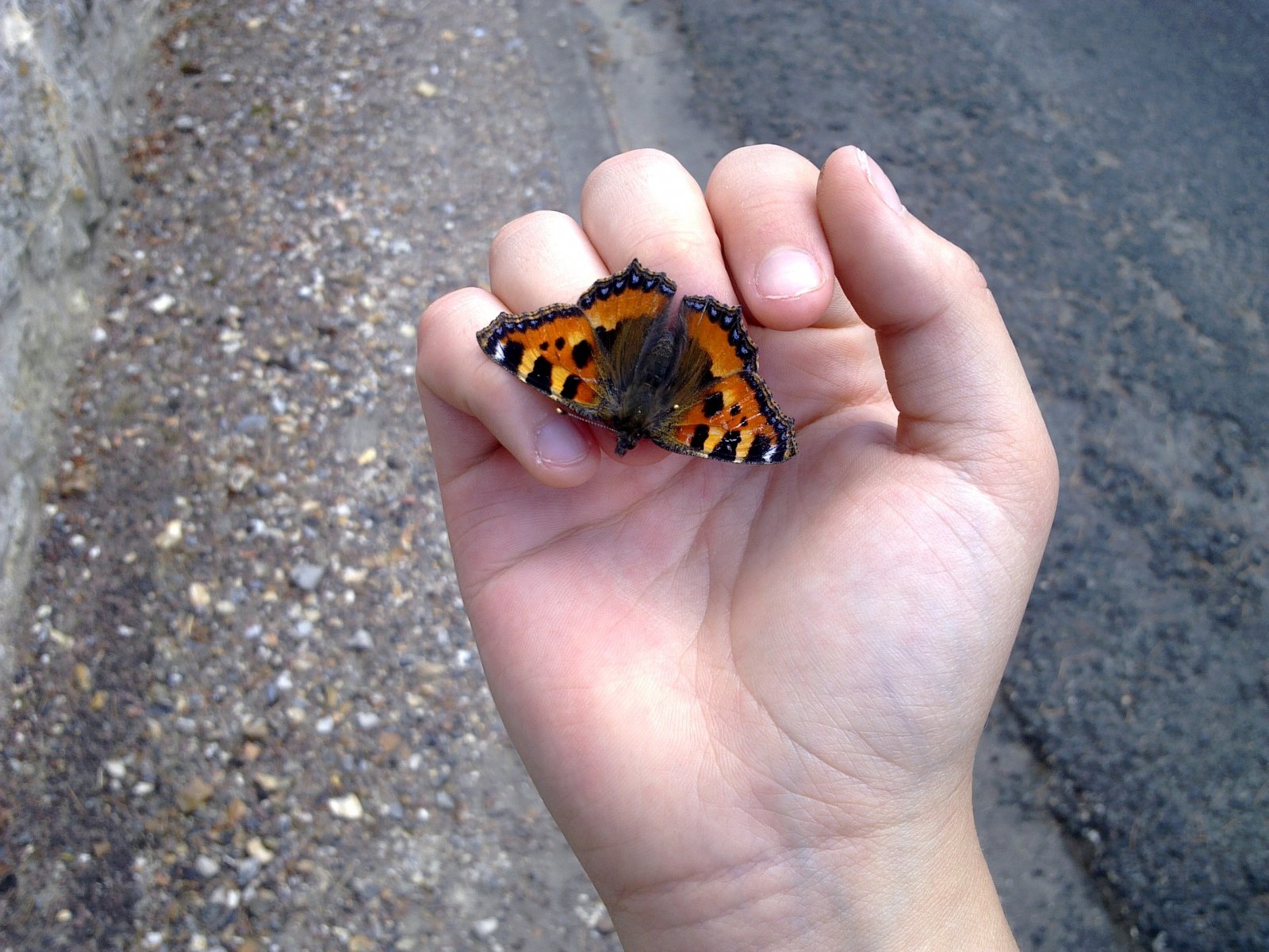 Wallpapers Animals Insects - Butterflies Papillon