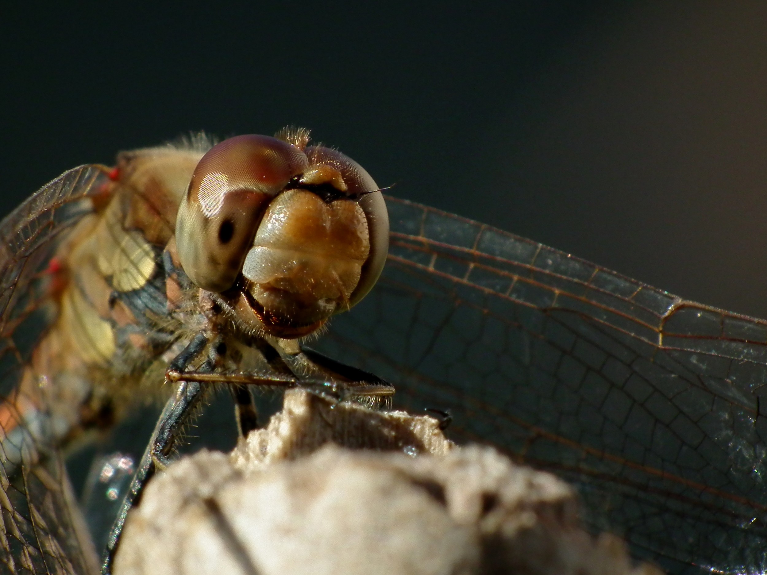 Fonds d'cran Animaux Insectes - Libellules 