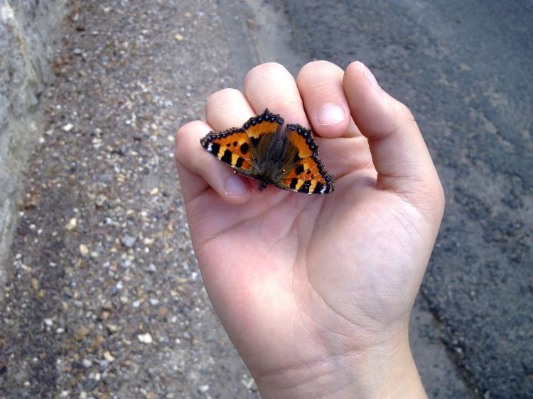 Fonds d'cran Animaux Insectes - Papillons Papillon