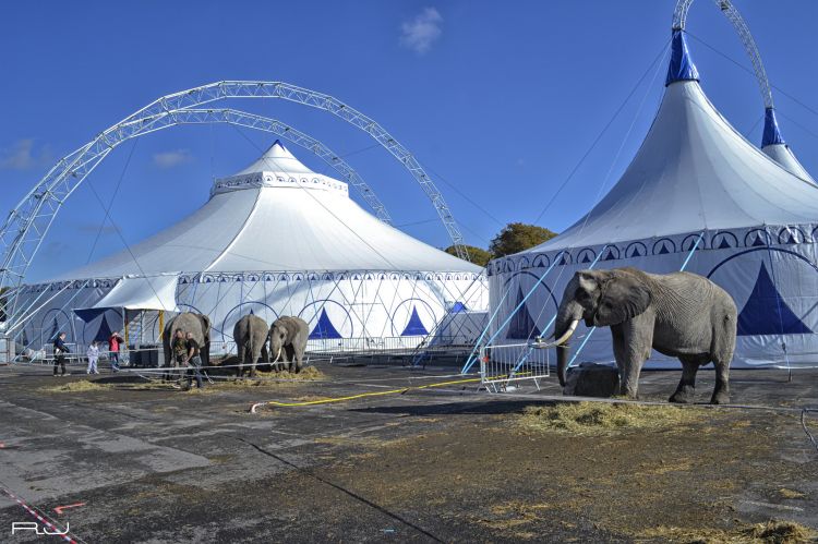 Fonds d'cran Animaux Elphants Elephants