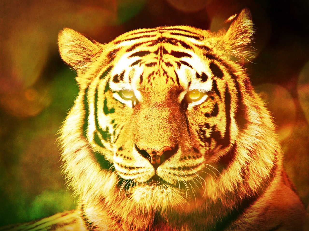 Wallpapers Animals Felines - Tigers Tete de tigre