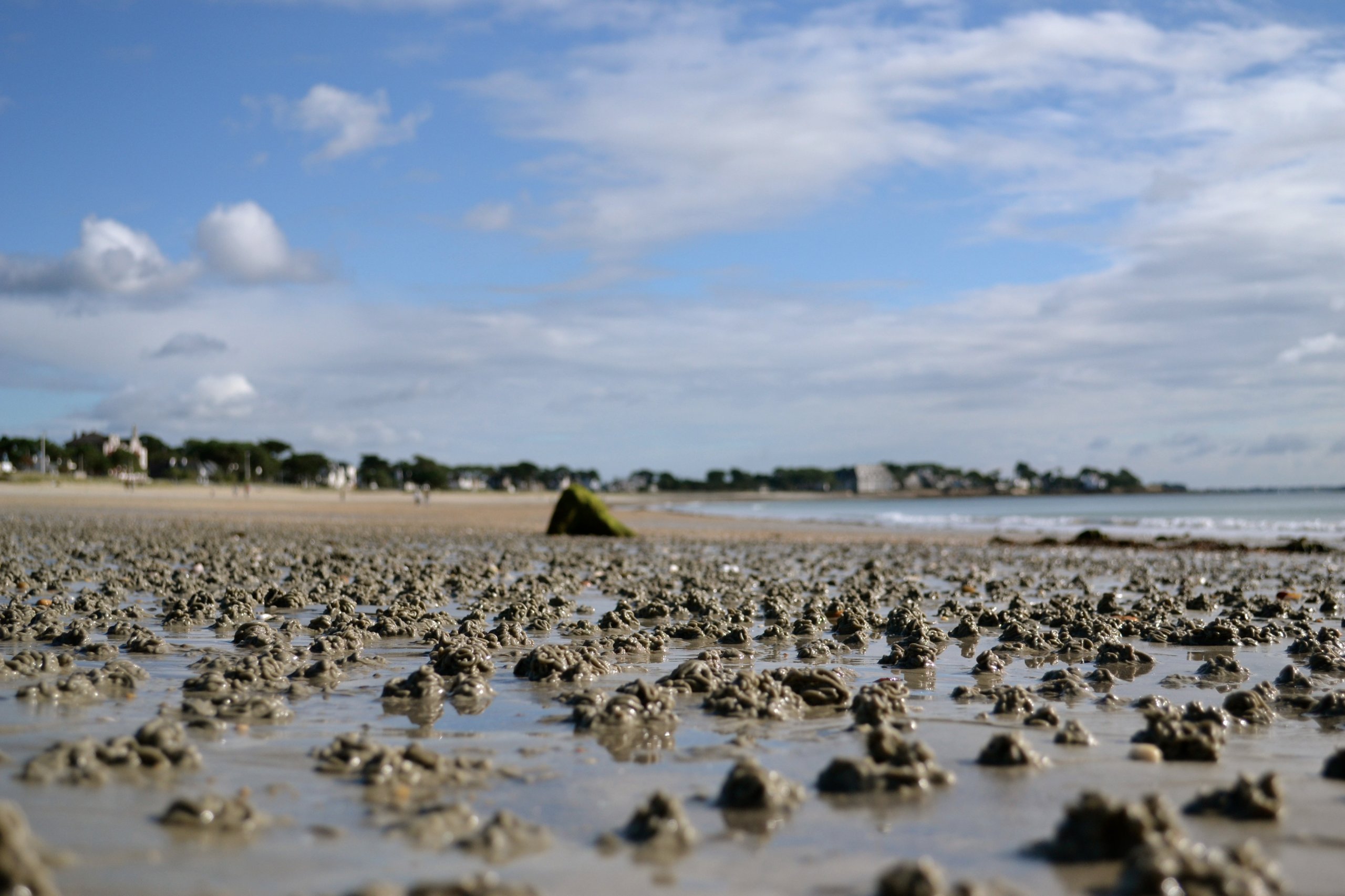 Fonds d'cran Nature Roches - Pierres - Sables Les vers de sable par milliers