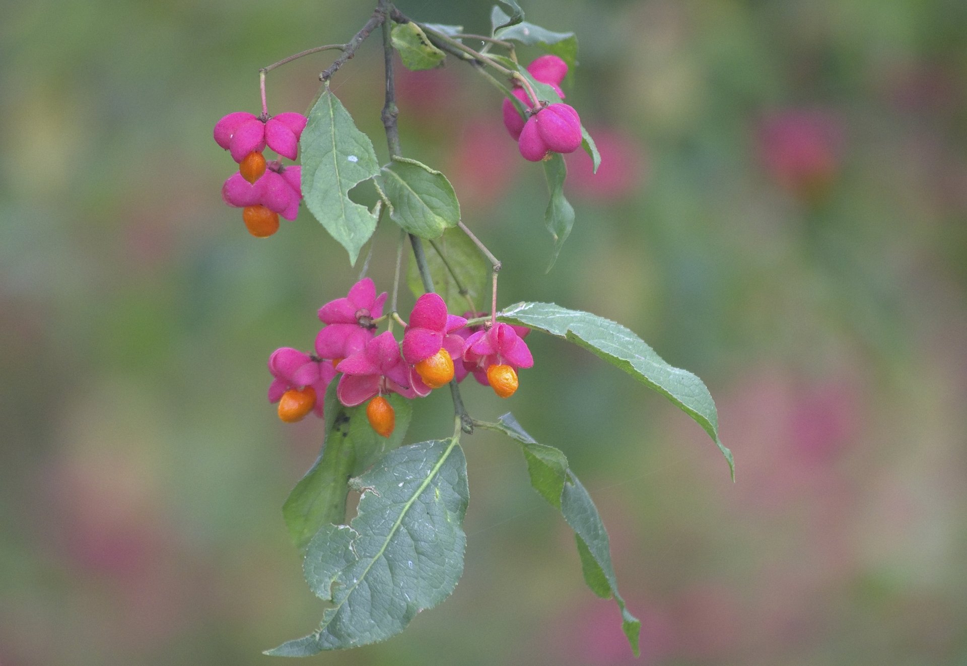 Fonds d'cran Nature Fleurs 