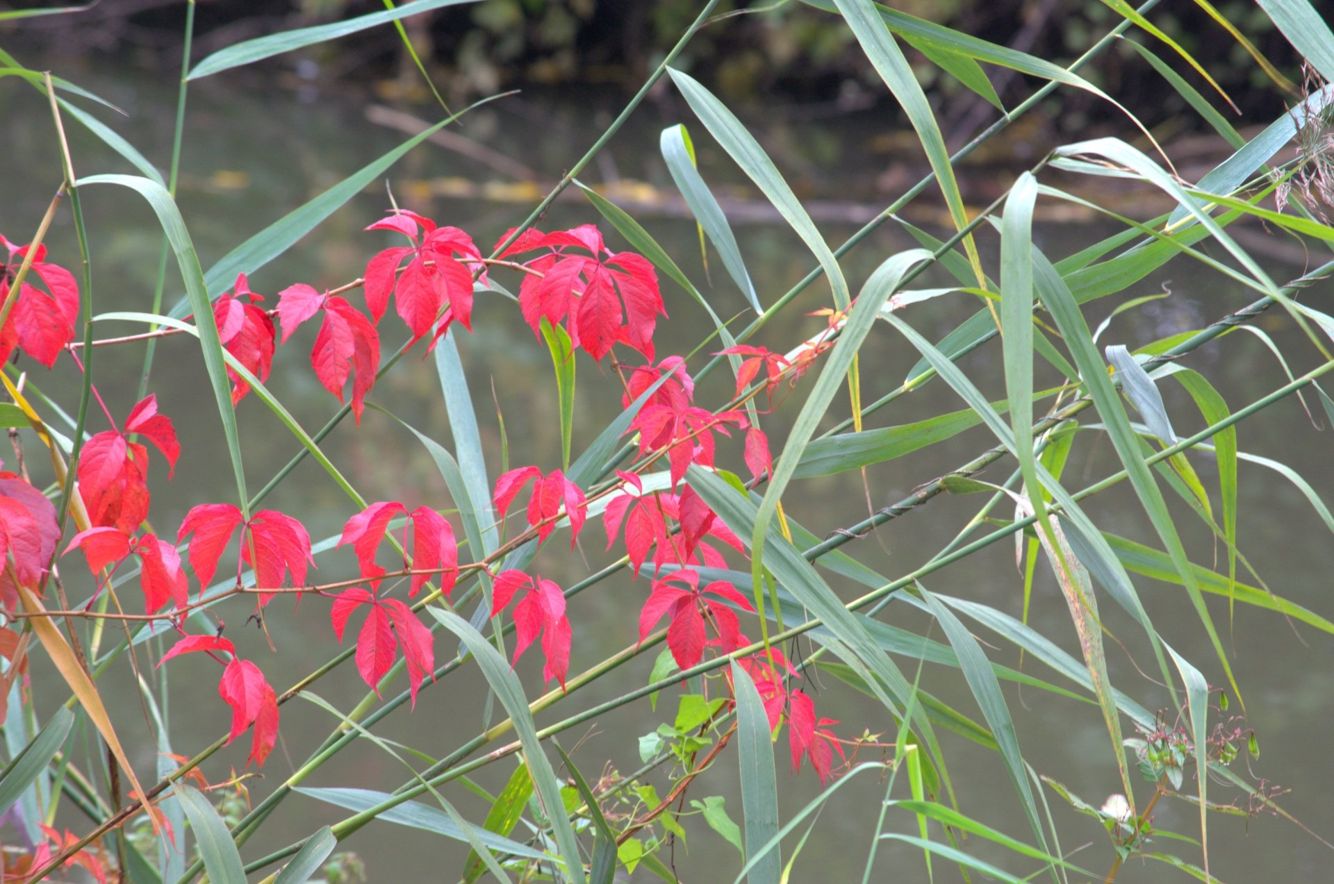 Wallpapers Nature Flowers 