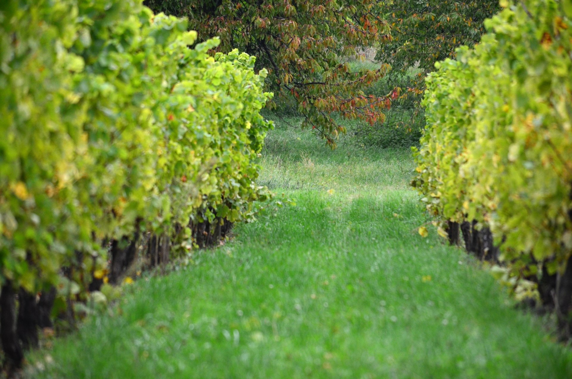 Fonds d'cran Nature Saisons - Automne 