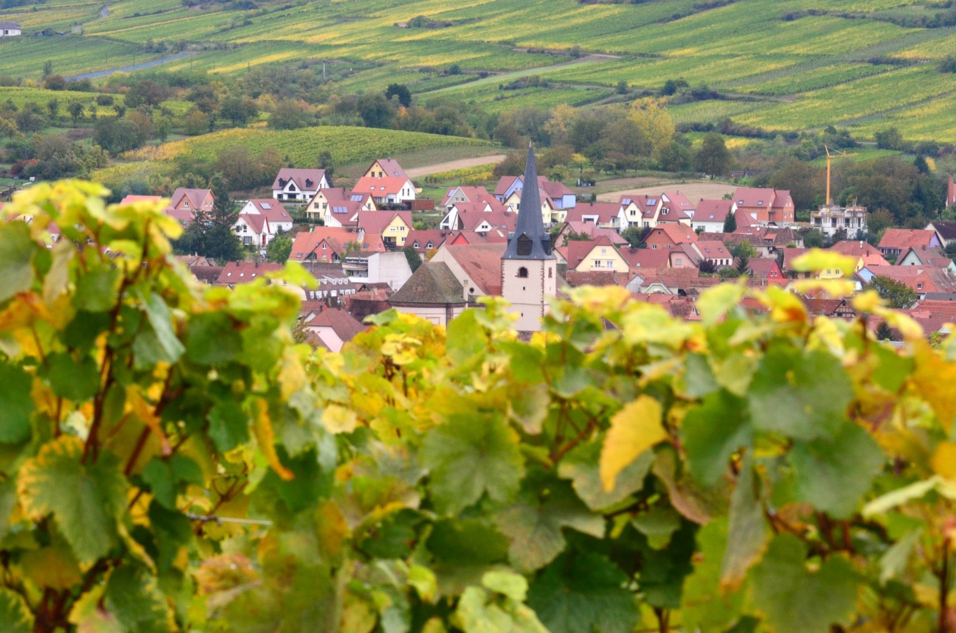 Fonds d'cran Nature Vignes - Vignobles 