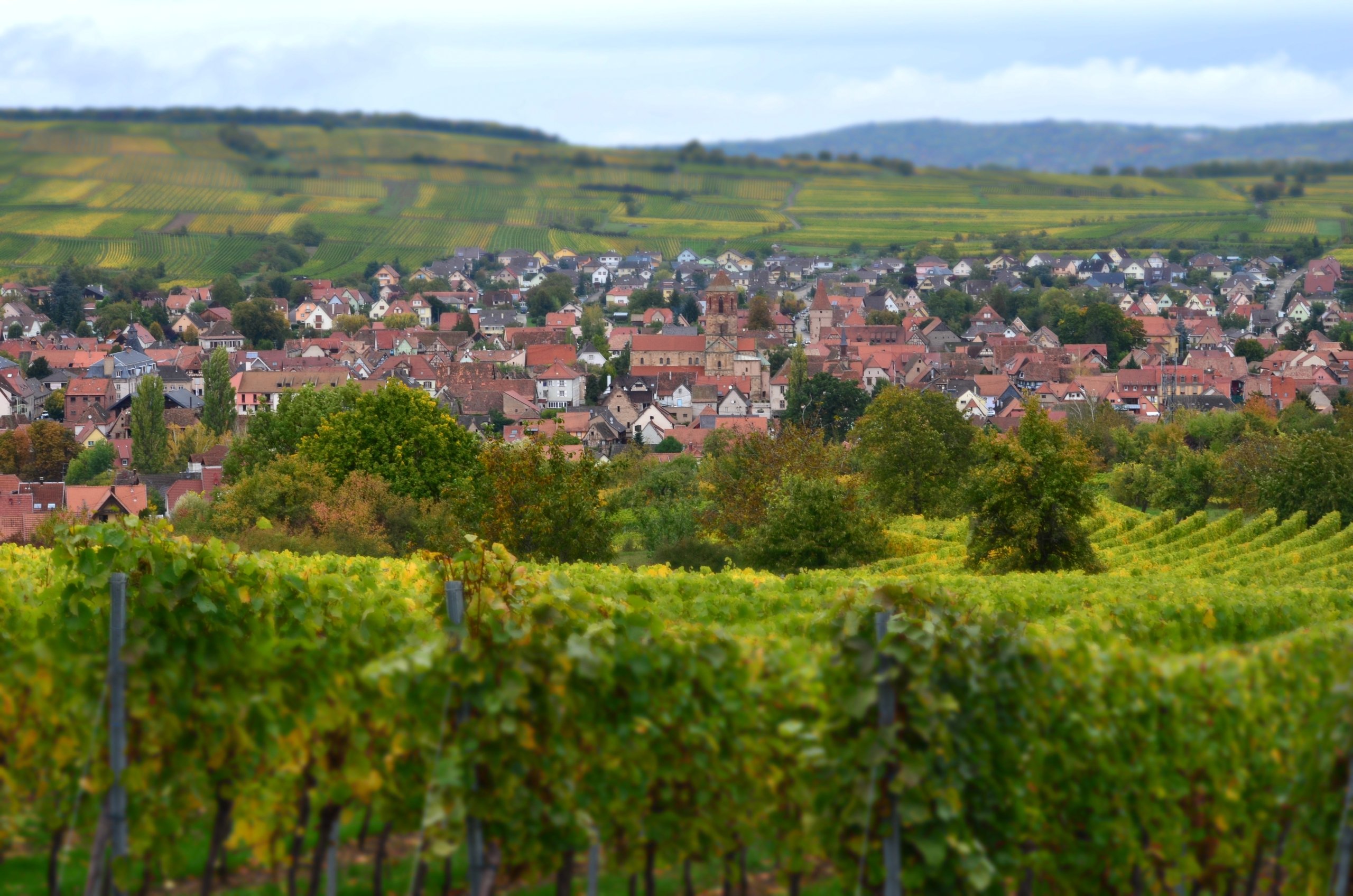 Fonds d'cran Nature Vignes - Vignobles 