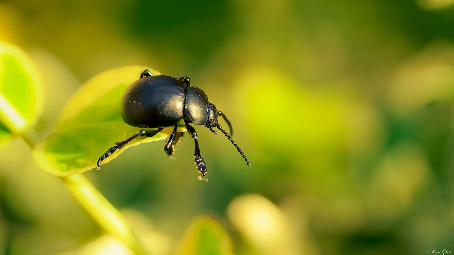 Fonds d'cran Animaux Insectes - Scarabes Curious