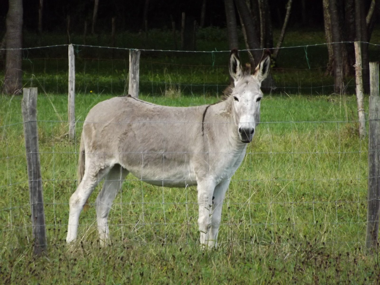 Wallpapers Animals Donkeys l'âne gris