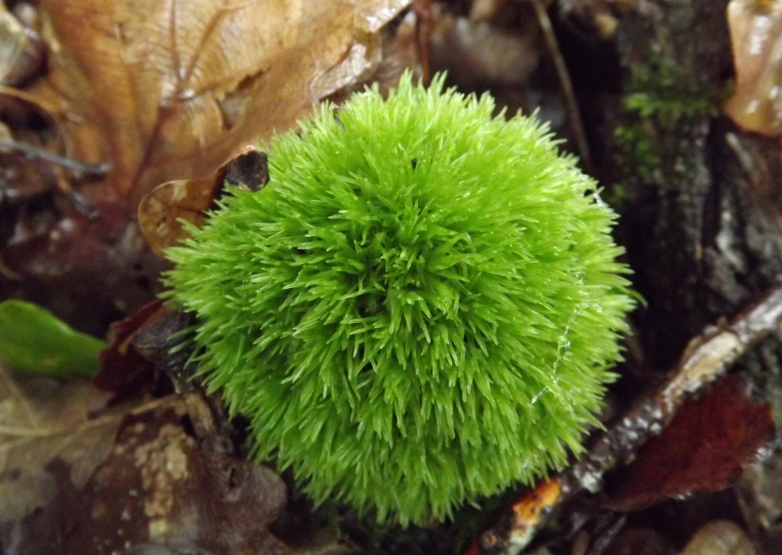 Wallpapers Nature Moss - Lichens boule de mousse