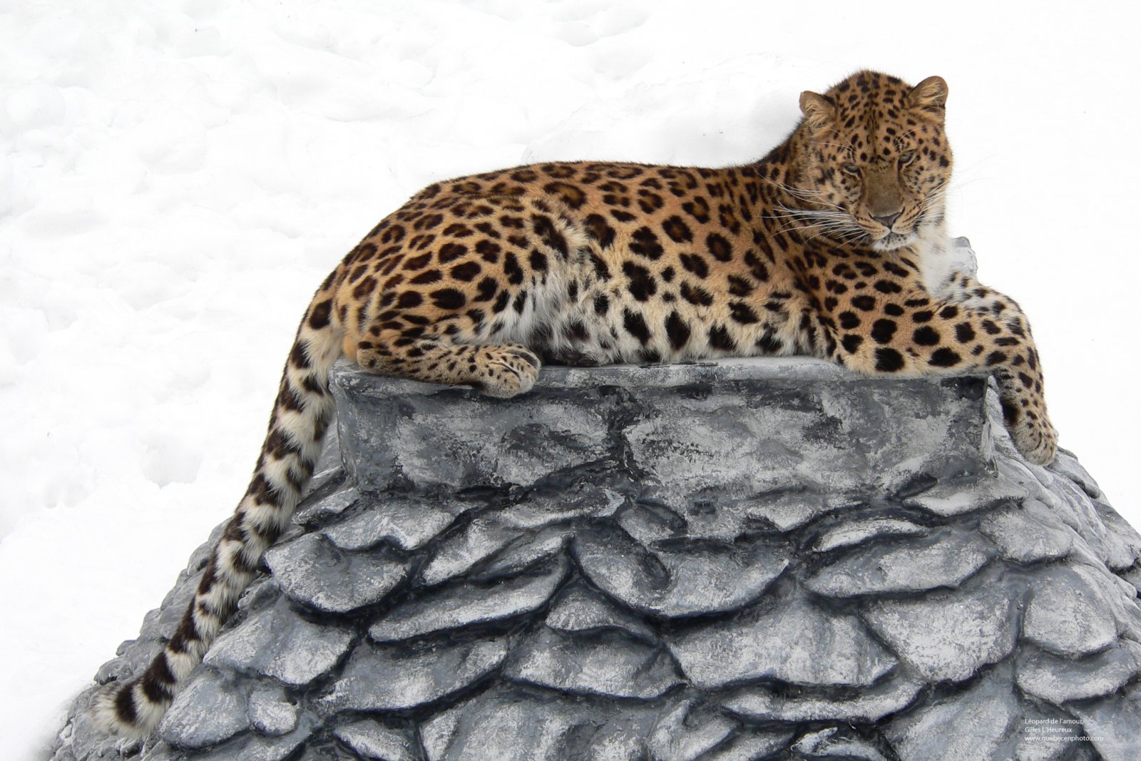 Wallpapers Animals Felines - Leopards Lopard de l'Amour