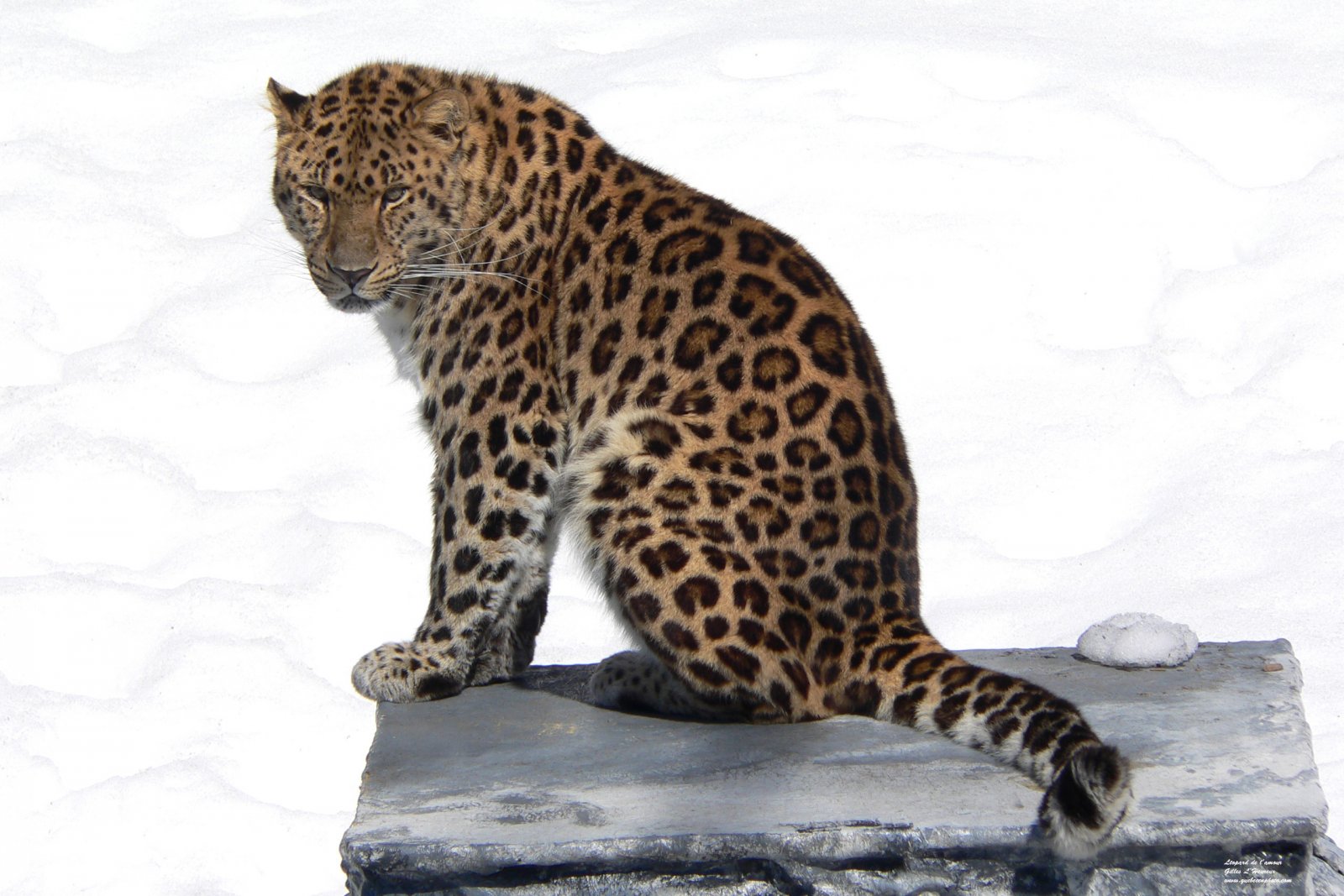 Wallpapers Animals Felines - Leopards Lopard de l'Amour