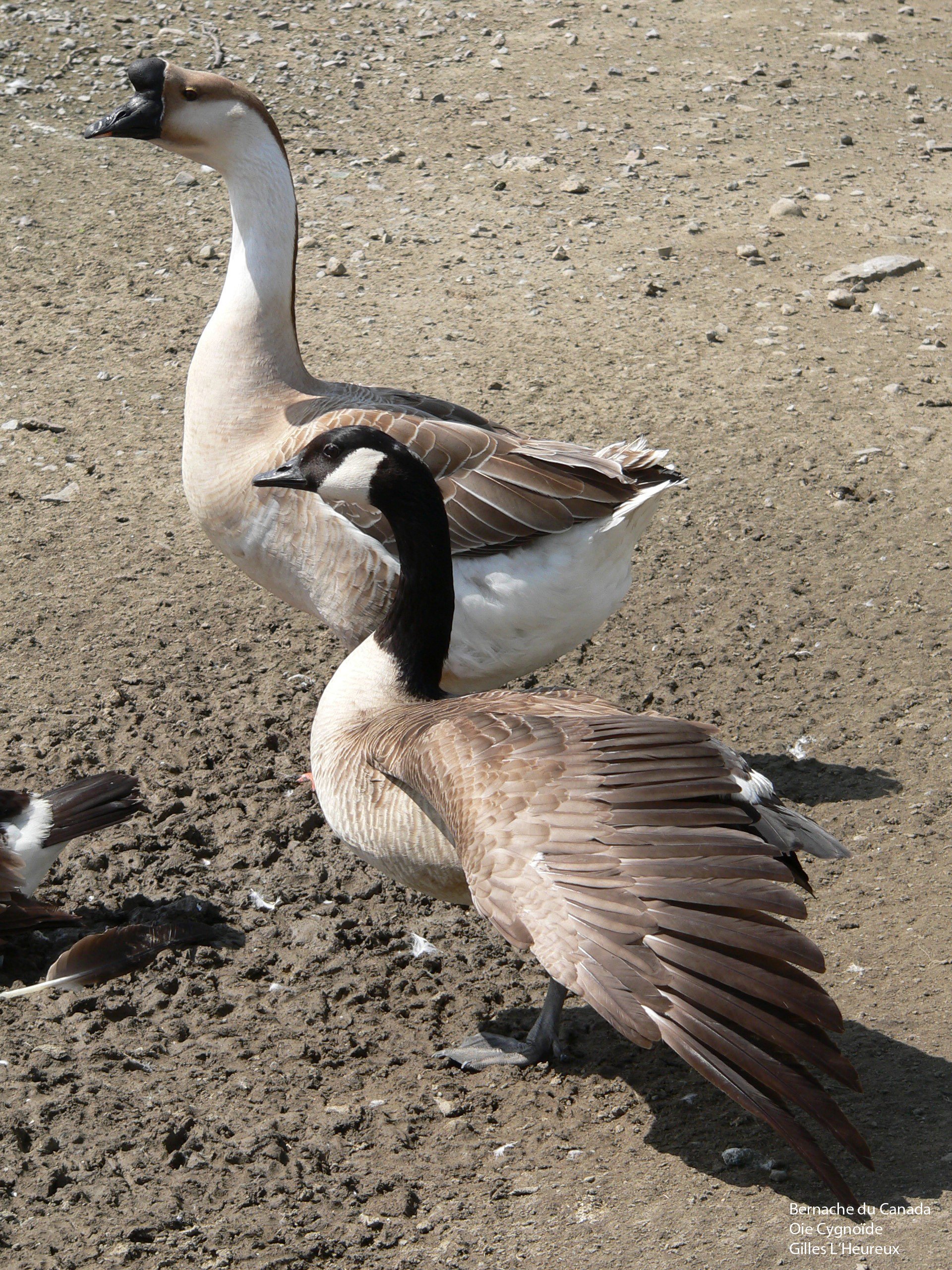 Fonds d'cran Animaux Oiseaux - Bernaches Bernache et Oie Cygno¸ide