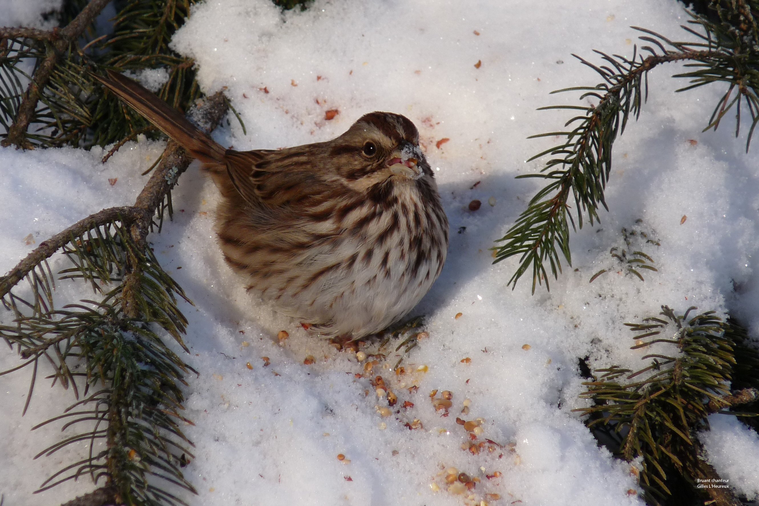 Wallpapers Animals Birds - Sparrows Bruants chanteur