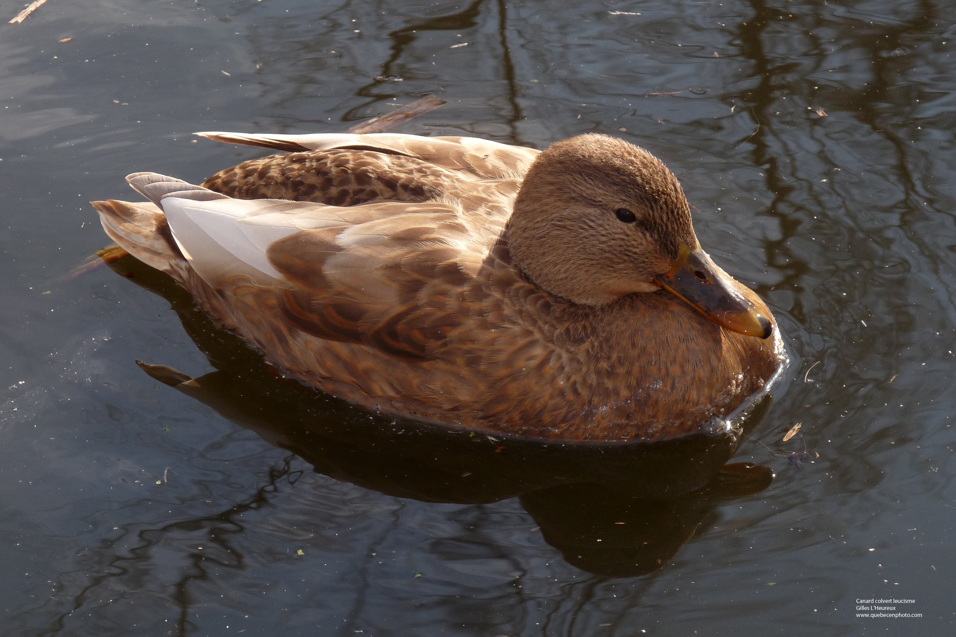 Fonds d'cran Animaux Oiseaux - Canards Canard leucisme