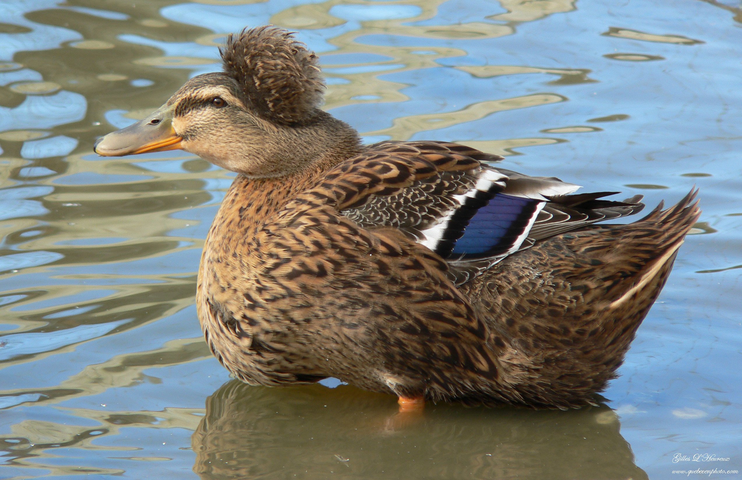 Fonds d'cran Animaux Oiseaux - Canards Canard hupp  couette