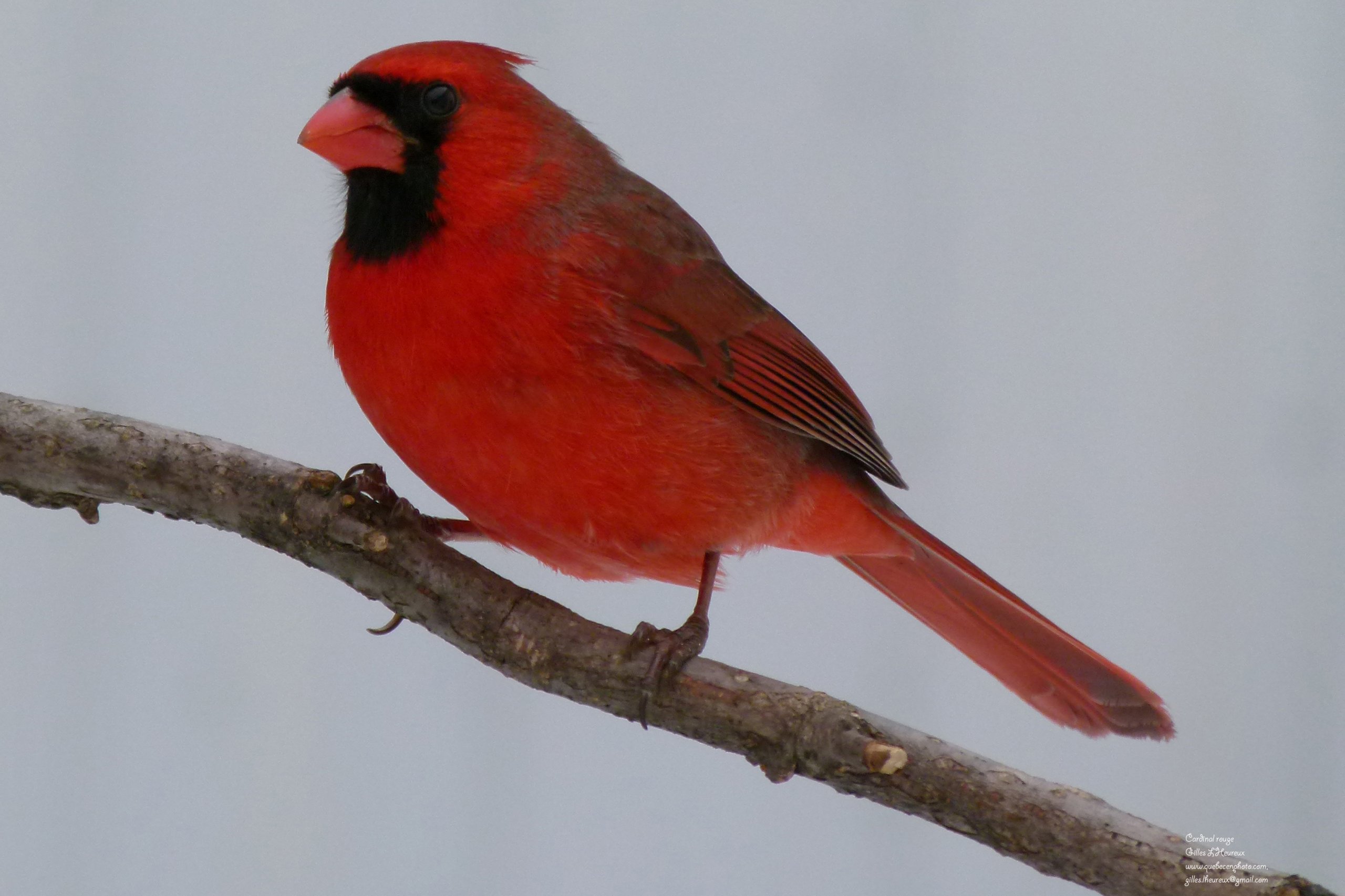 Fonds d'cran Animaux Oiseaux - Cardinal Cardinal rouge