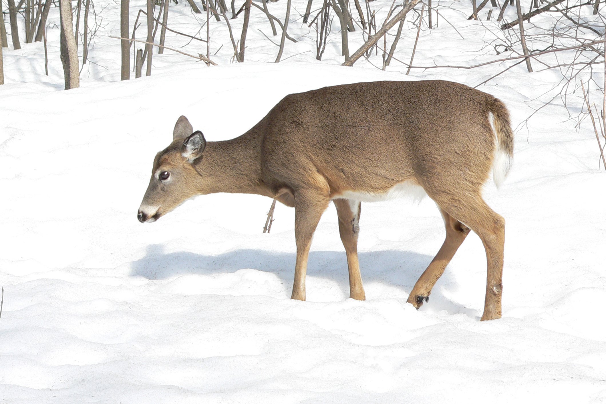 Fonds d'cran Animaux Cervids Cerf de Virginie