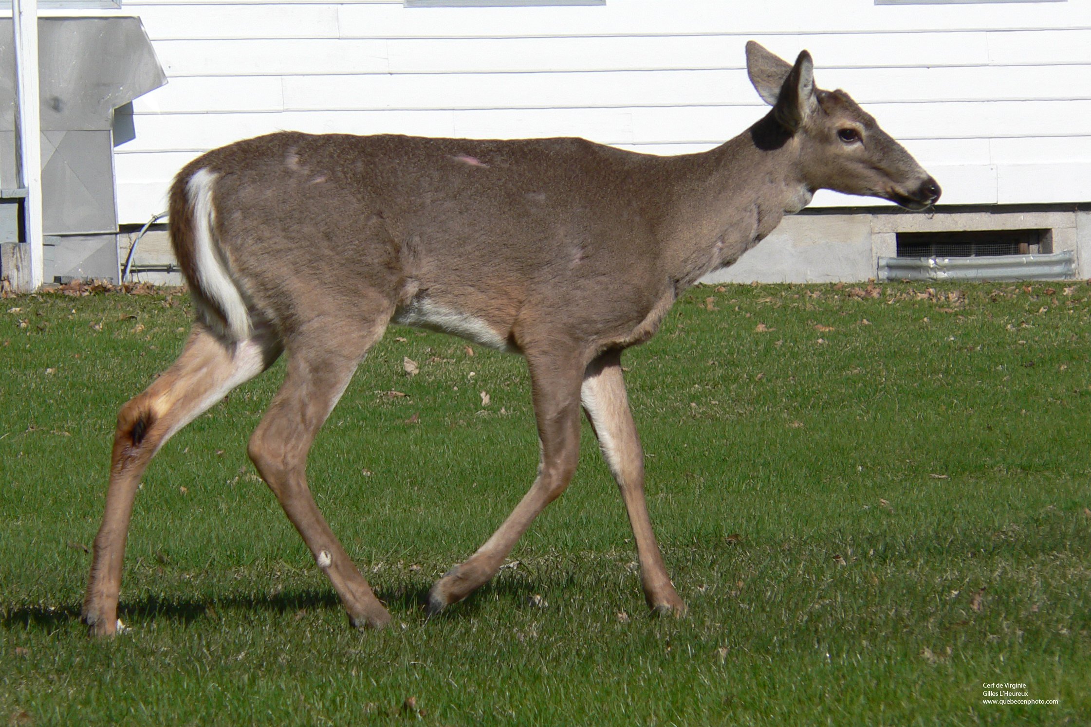 Fonds d'cran Animaux Cervids Cerf de Virginie