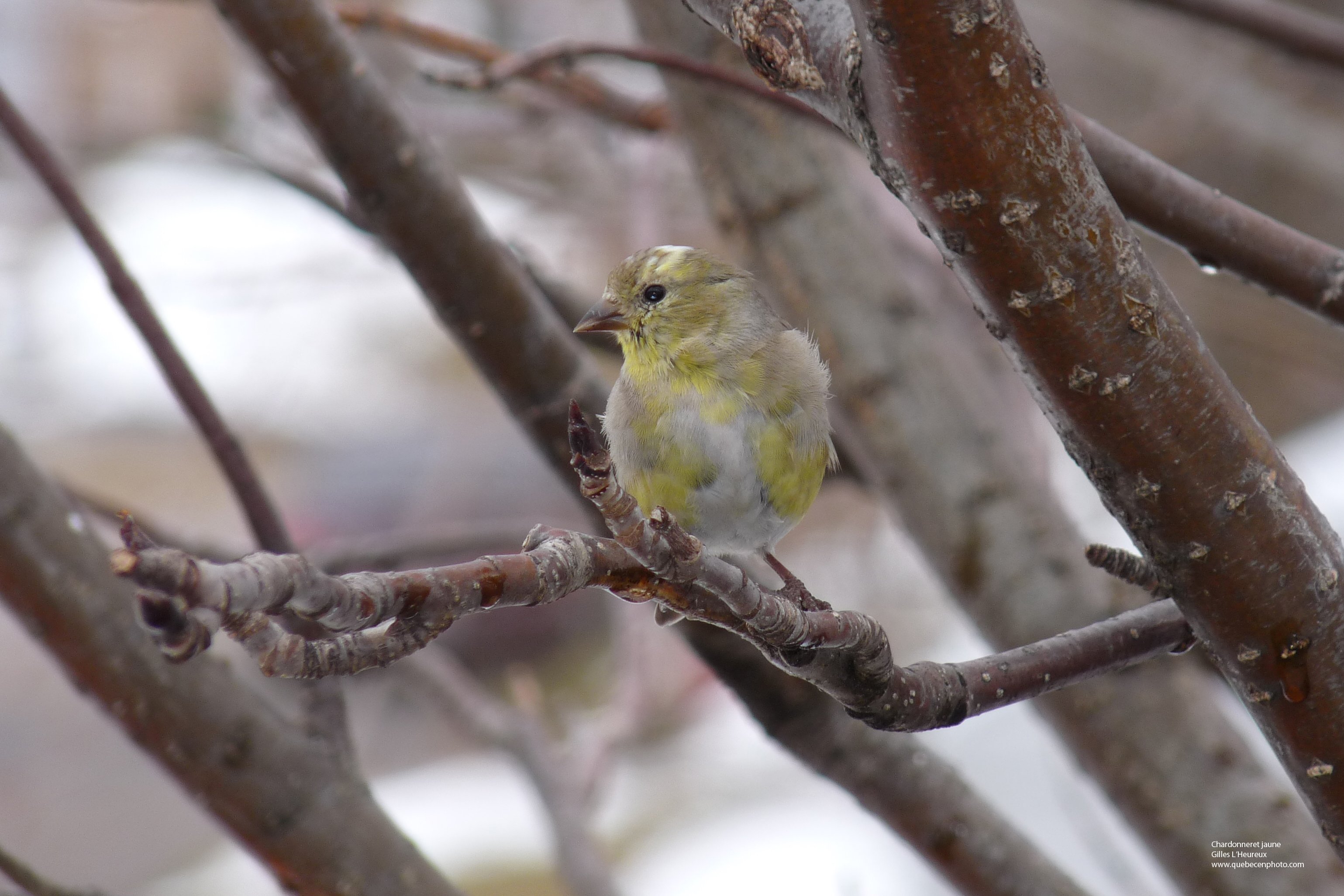 Wallpapers Animals Birds - Chardonnerets Chardonneret jaune