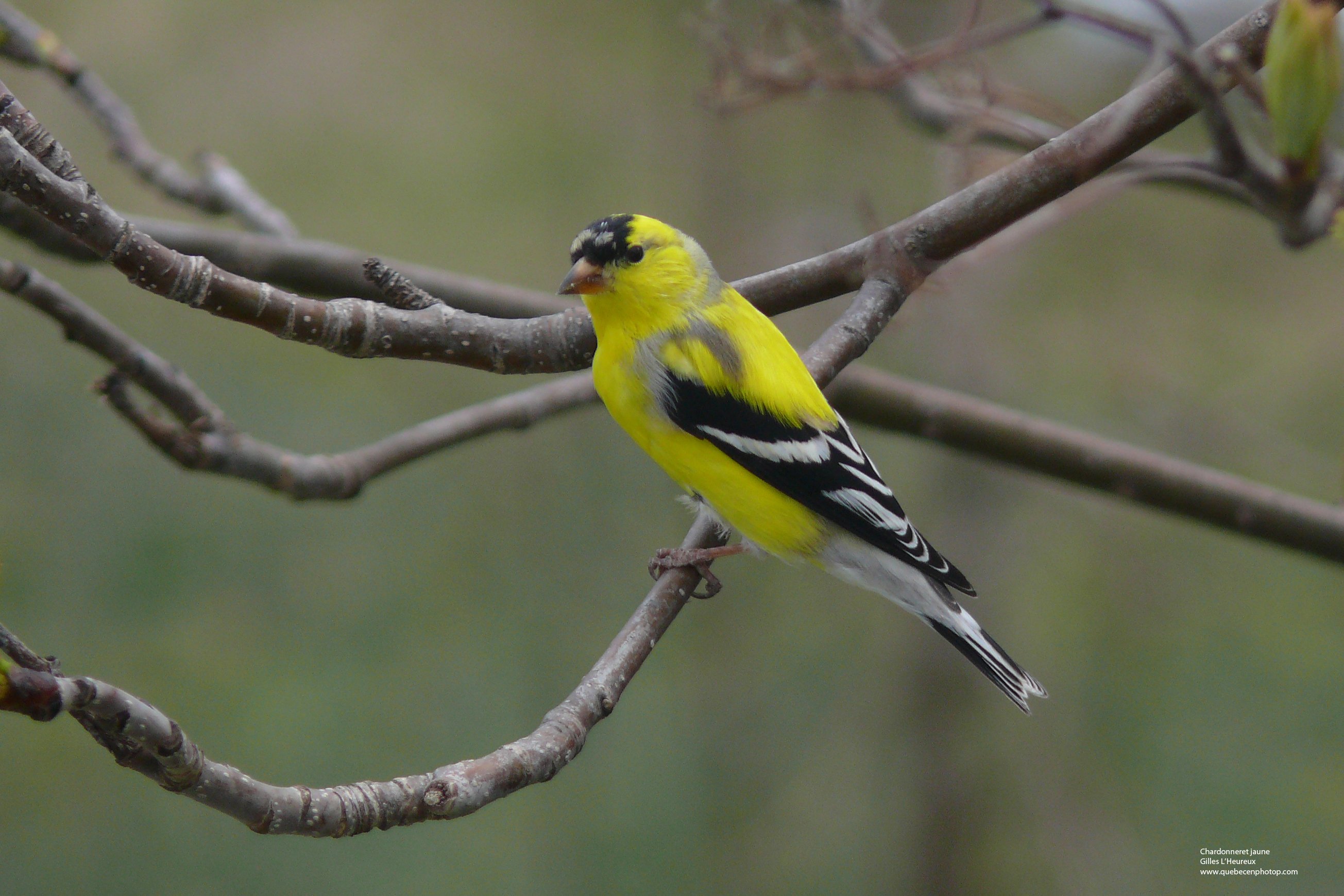 Wallpapers Animals Birds - Chardonnerets Chardonneret jaune