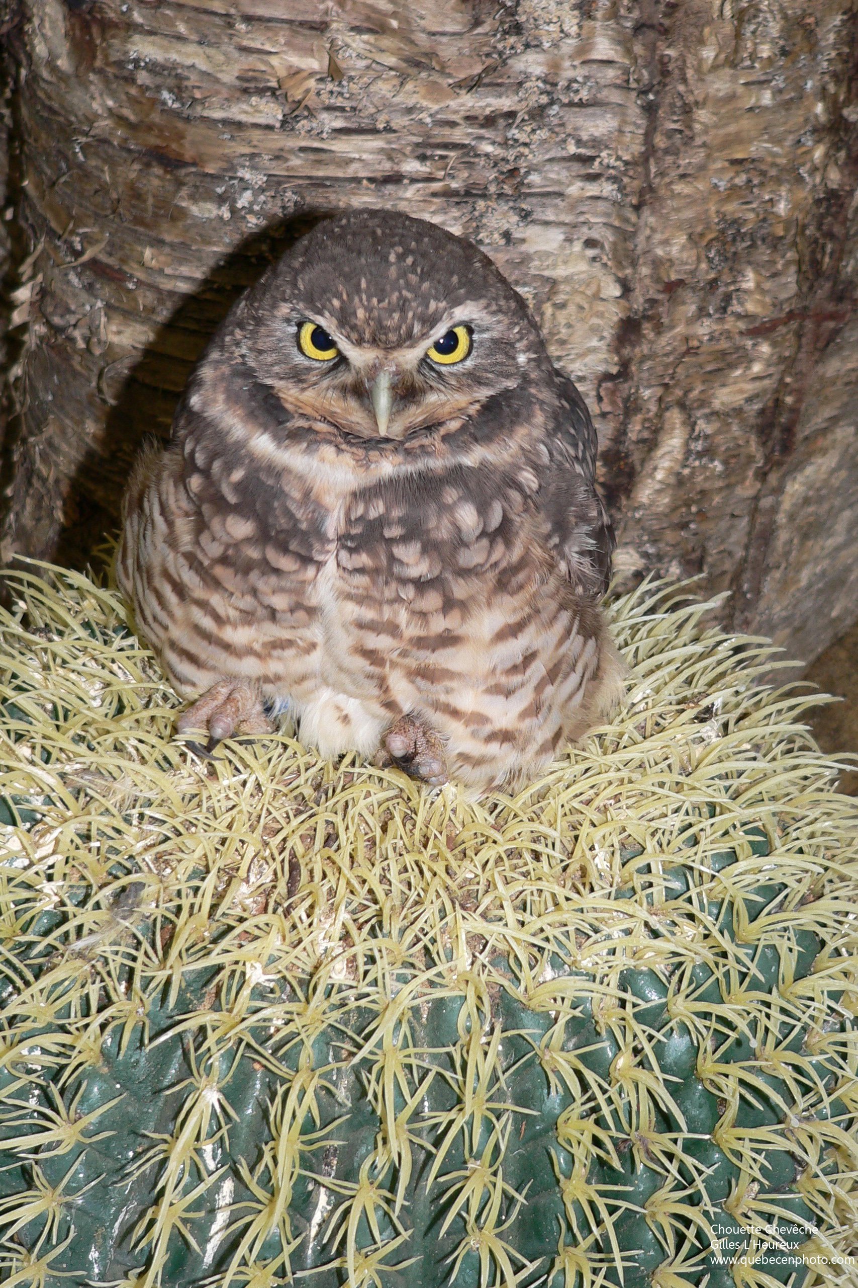 Fonds d'cran Animaux Oiseaux - Hiboux et Chouettes Chouette chevche