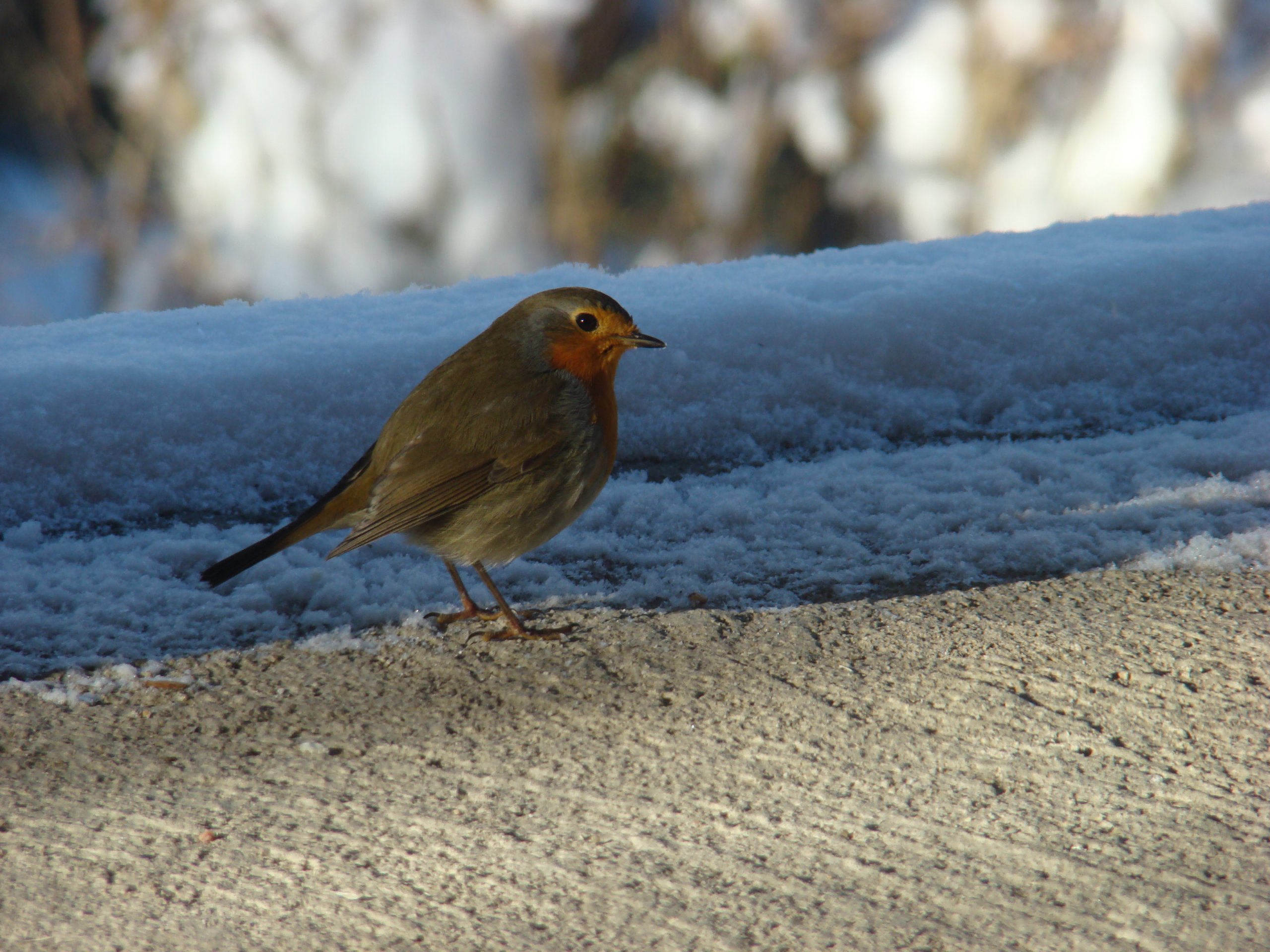 Fonds d'cran Animaux Oiseaux - Rougegorges 