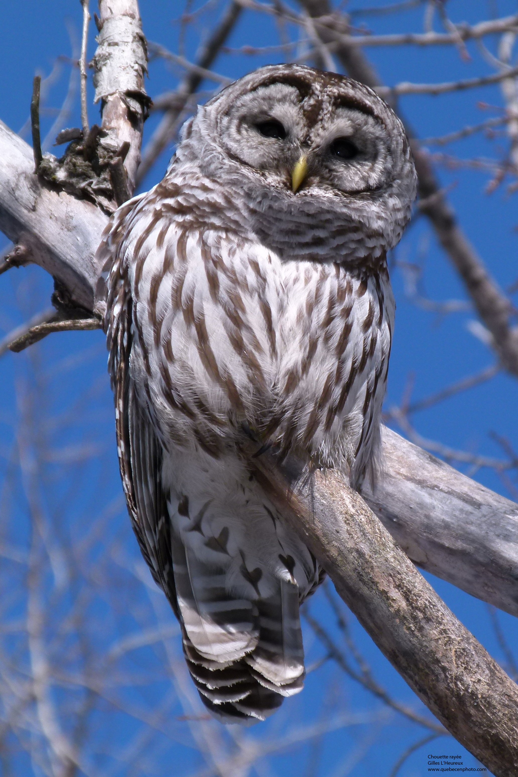 Fonds d'cran Animaux Oiseaux - Hiboux et Chouettes Chouette raye