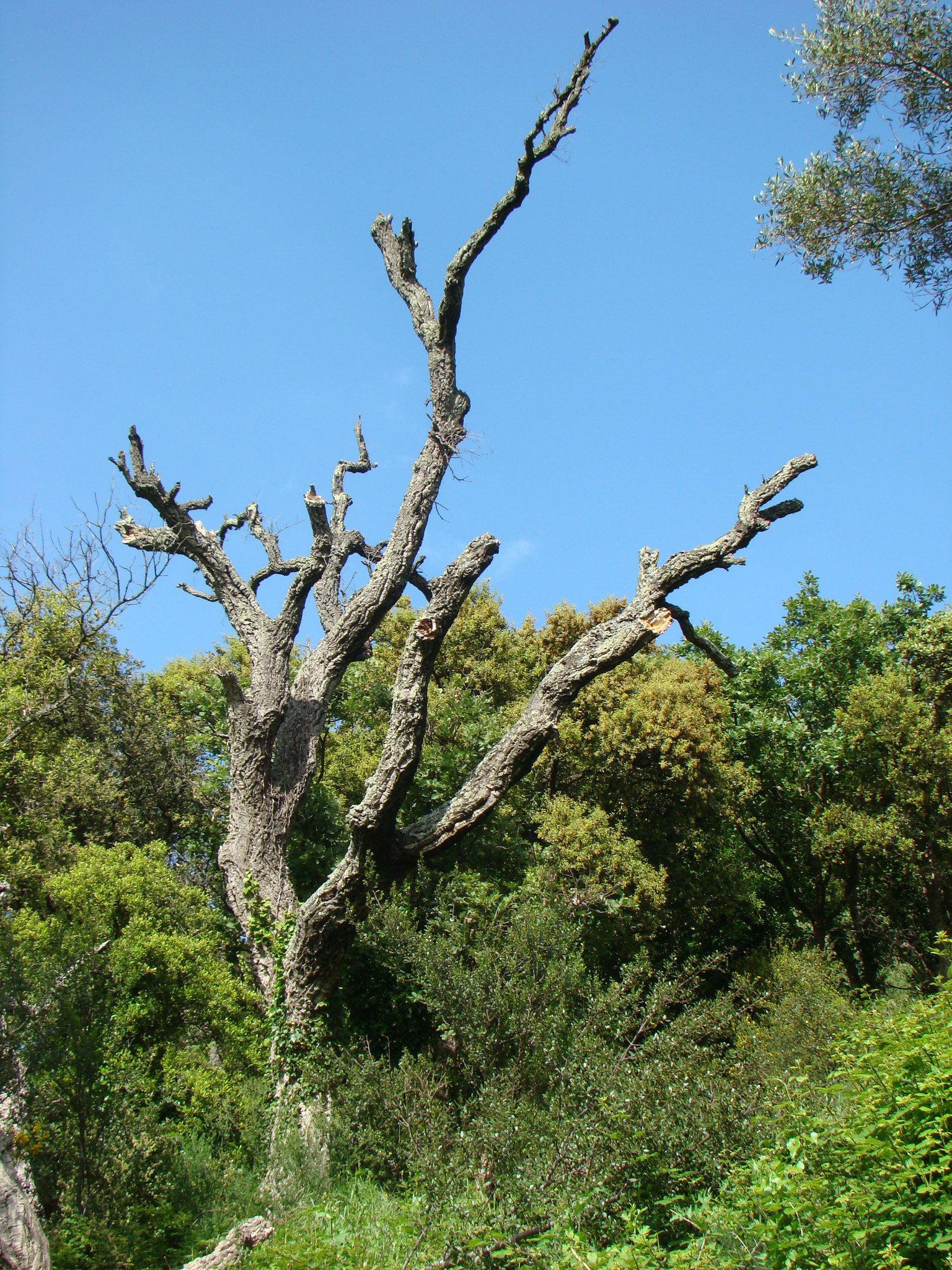 Wallpapers Nature Trees - Forests 