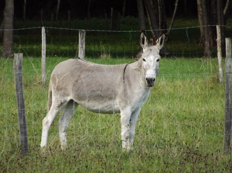 Wallpapers Animals Donkeys l'âne gris