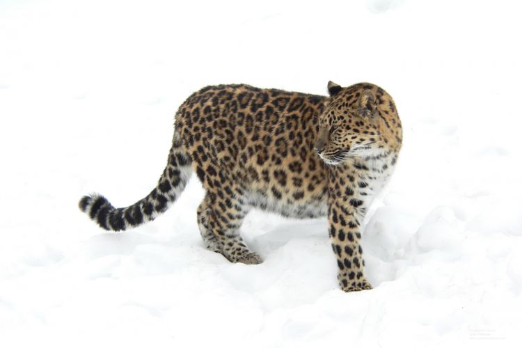 Wallpapers Animals Felines - Leopards Lopard de l'Amour