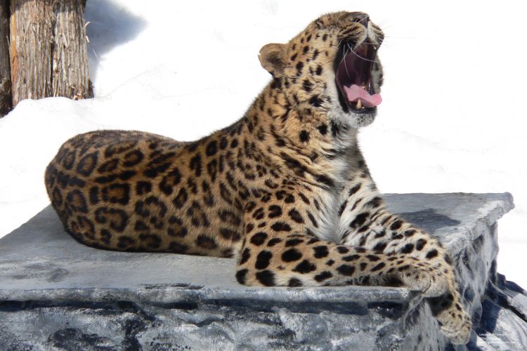 Wallpapers Animals Felines - Leopards Lopard de l'Amour