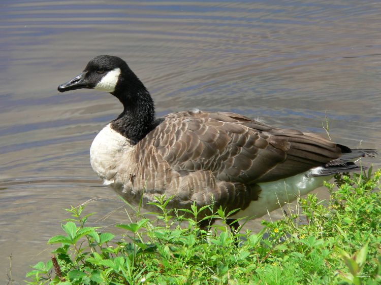 Wallpapers Animals Birds - Gooses Bernache du Canada