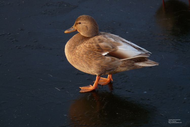 Fonds d'cran Animaux Oiseaux - Canards Canard leucisme