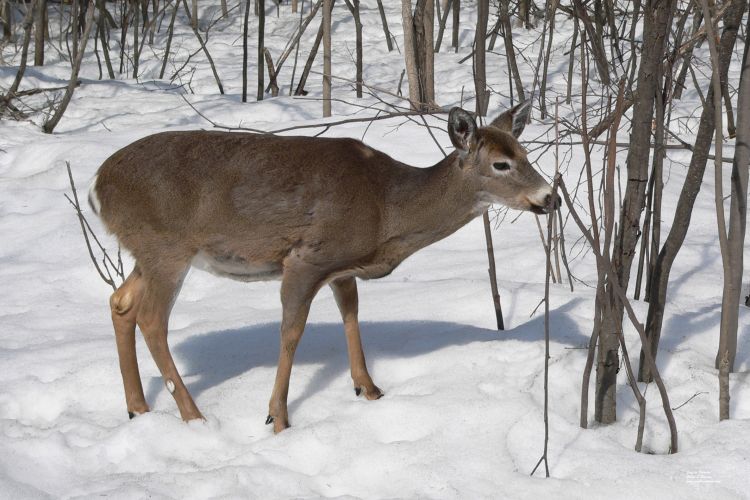 Fonds d'cran Animaux Cervids Cerf de Virginie