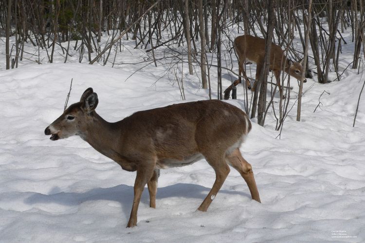 Fonds d'cran Animaux Cervids Cerf de Virginie