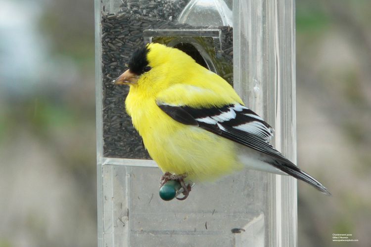 Fonds d'cran Animaux Oiseaux - Chardonnerets Chardonneret jaune