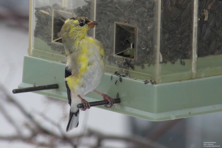 Fonds d'cran Animaux Oiseaux - Chardonnerets Chardonneret jaune