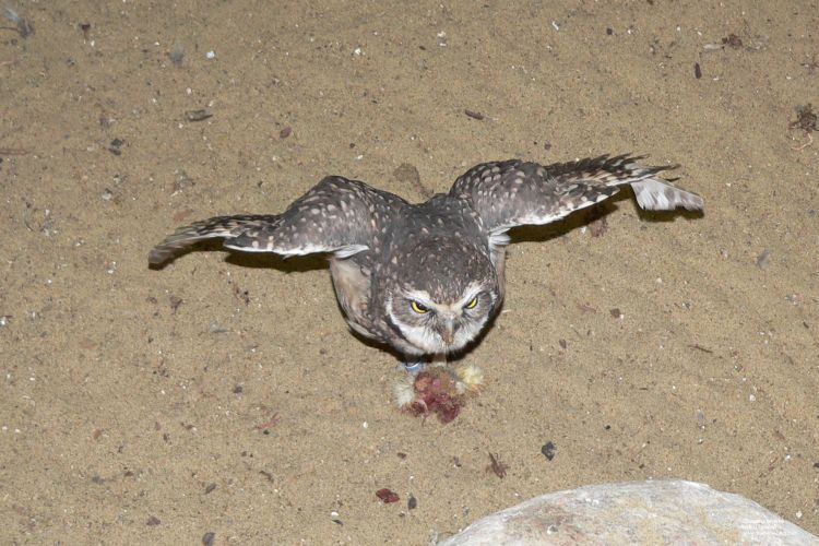 Fonds d'cran Animaux Oiseaux - Hiboux et Chouettes Chouette chevche