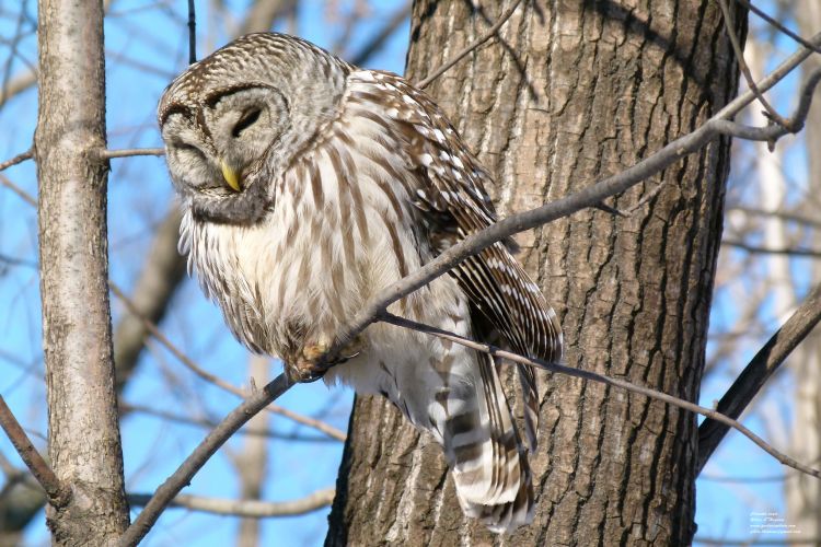 Fonds d'cran Animaux Oiseaux - Hiboux et Chouettes Chouette raye