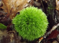  Nature boule de mousse