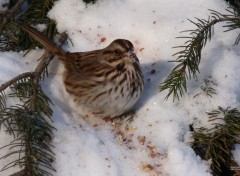  Animaux Bruants chanteur