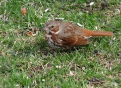  Animaux Bruant Fauve